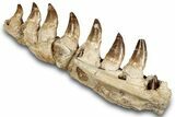 Mosasaur (Prognathodon) Jaw with Seven Teeth - Morocco #259676-4